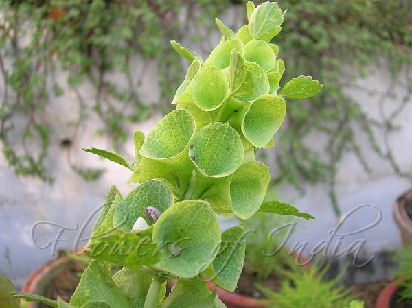 Bells of Ireland